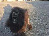 ミニチュアプードル【茨城県・女の子・2016年11月29日・ブラック】の写真4「優秀なパパ犬です」